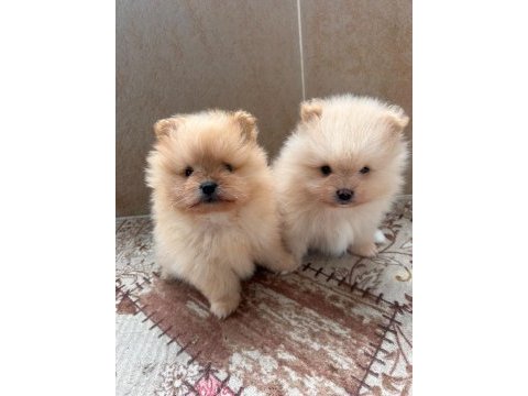 2 aylık pomeranian köpeğimiz