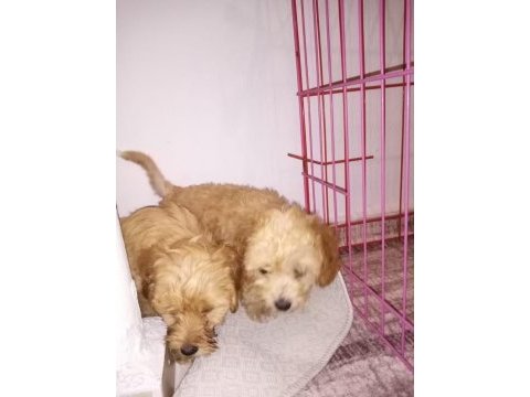 Oyuncu bebislerim yeni ailelerini bekliyor maltipoo