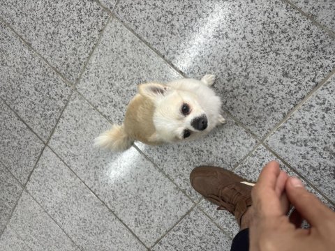 Erkek şivava köpeğimi çiftleştirmek
