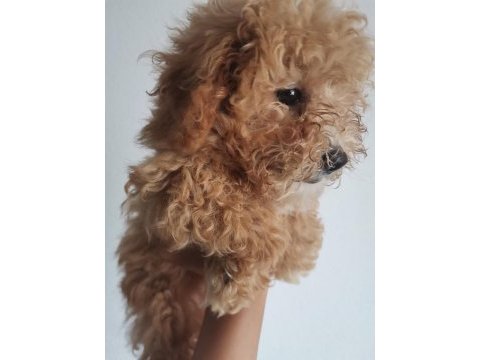 Toy poodle 3 aylık dişi