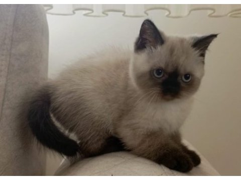 British shorthair bluepoint 2 aylık yavrular