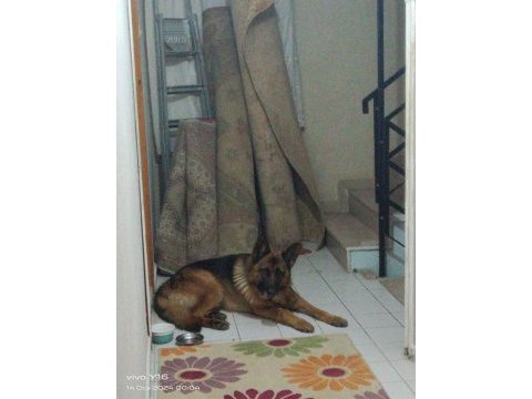 K9 alman kurdu
