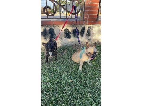 French bulldog ana baba orijinal