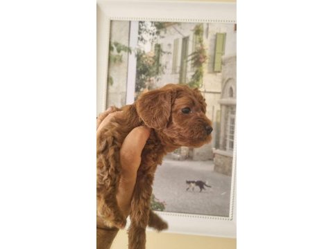 Safkan toy poodle yavrularımız