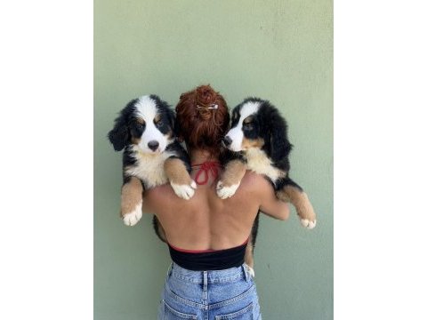 A kalite bernese mountain dog yavrular