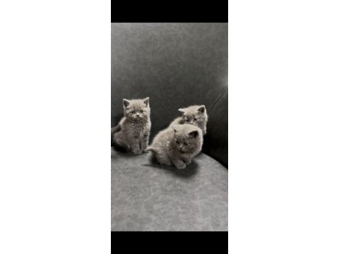 Şımarık british shorthair kızlarım