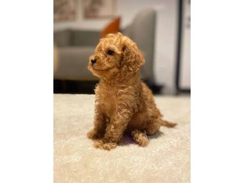 40 günlük poodle yavrularımız yeni sahiplerini bekliyor