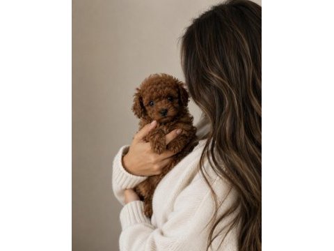 Sağlıklı ve sevimli poodle yavrular