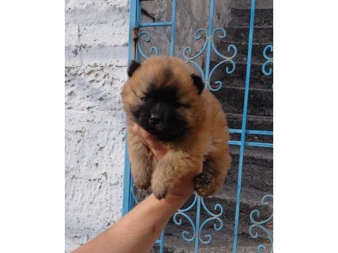 Çin aslanı köpeği