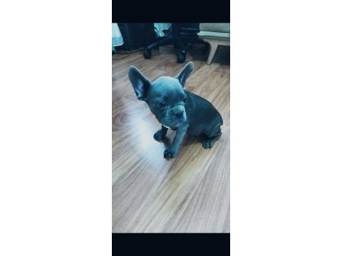 French bulldog yavruları blue, blue brindle, black brindle