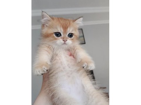 Safkan british shorthair yavrular