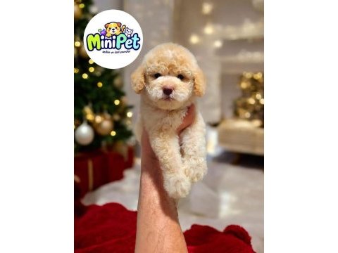 Mini boy toy poodle