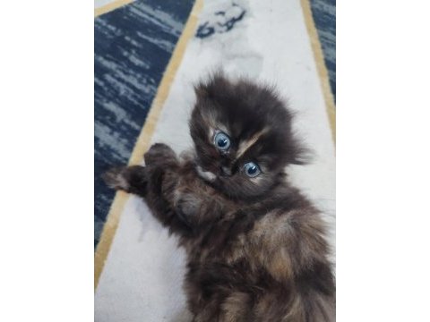 Scottish fold longhair