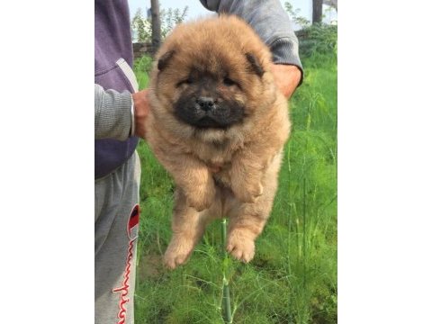 A kalite beyaz chow chow yavrular