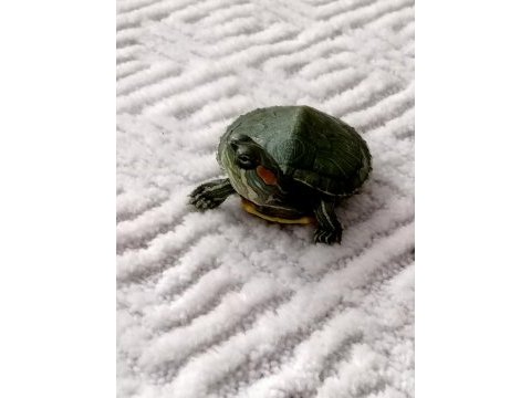 Yavru kırmızı yanak su kaplumbağası