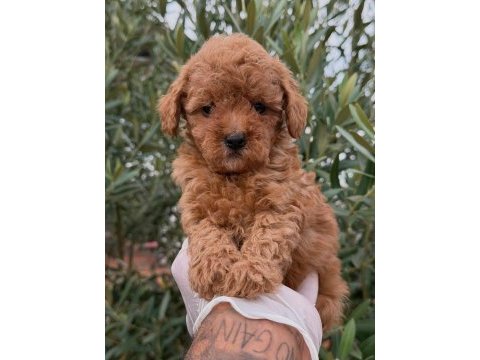 Minicik toy poodle