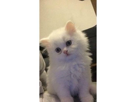 British longhair 4 aylık