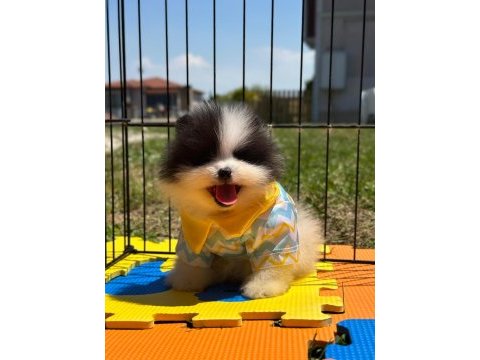 Erkek party colour ayı surat garantili köpekler