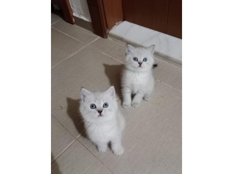 Safkam a kalite silver point kediler