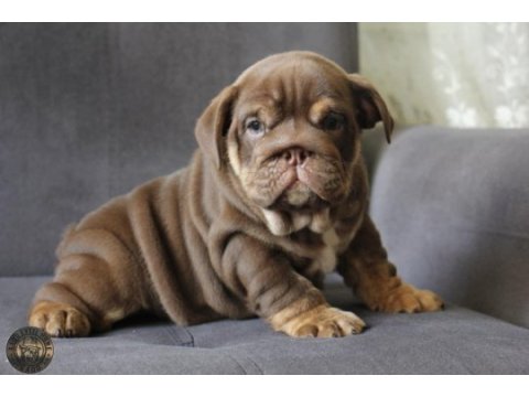 Sitenin en şirin ingiliz bulldog yavruları