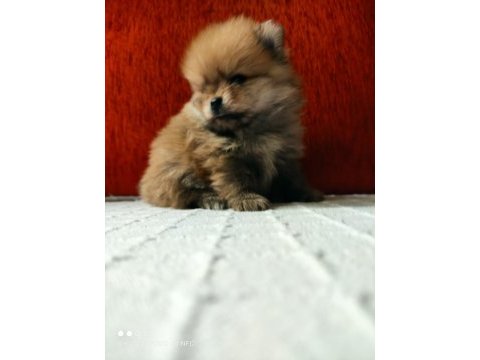 Pomeranian boo köpekler