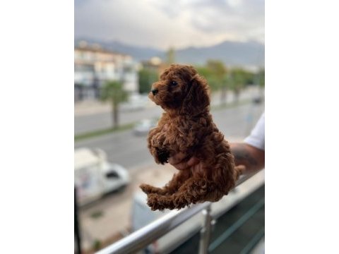 Saf kan toy poodle