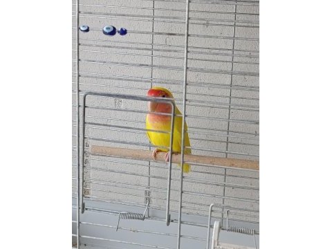 3 aylık lutino sevda papağanı