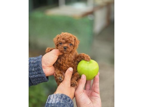 Şecereli kore teacup toy poodle