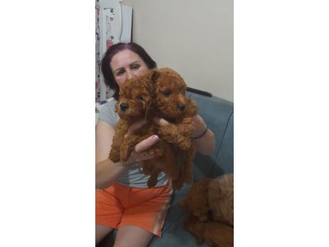 Ev ortamı poodle bebekler