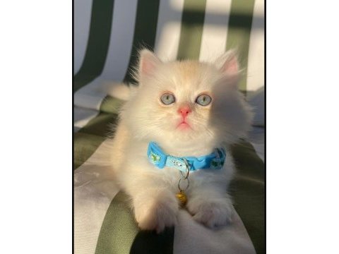 British longhair yavrular