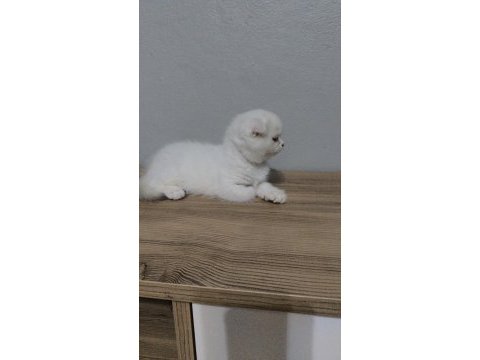 Scottish fold kedimize yuva olurmusun