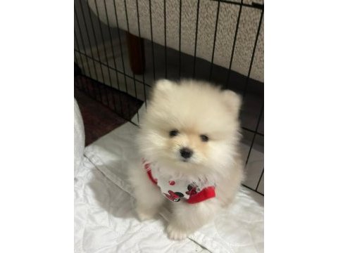 Pomeranian boo tatlı köpüşler