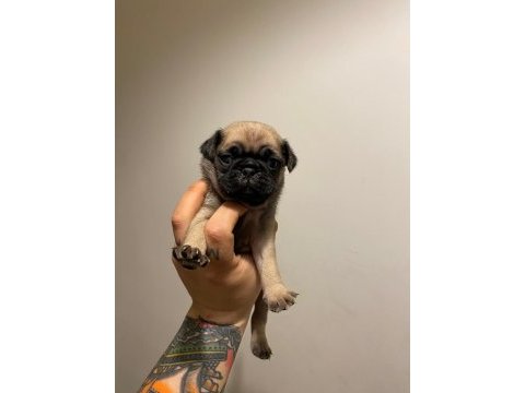 Pug yavrular