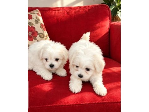 Maltese terrier yavrularımız