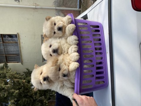 Beyaz chow chow yavruları
