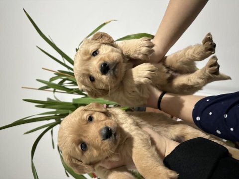 Bebek suratlı golden retriever yavrumuz