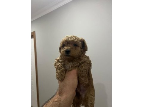 45 günlük poodle yavrular