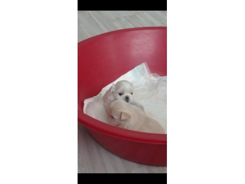 Imperyal pekinez köpeği