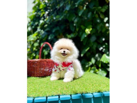 Mersin pomeranian boo yavruları