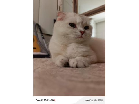 Çok akıllı ve uysal kedimiz