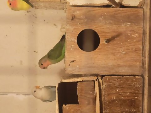 Sevda papağanı yavruları ve hazır takimlar