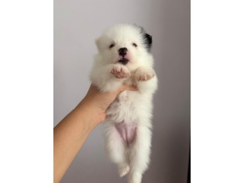 2 aylık pomeranian alman spitz