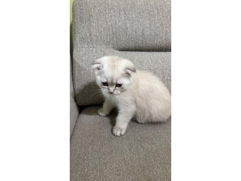 Scottish fold yavrular