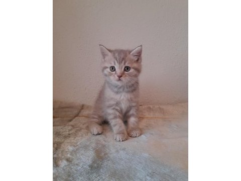 45 günlük british shorthair yavrular