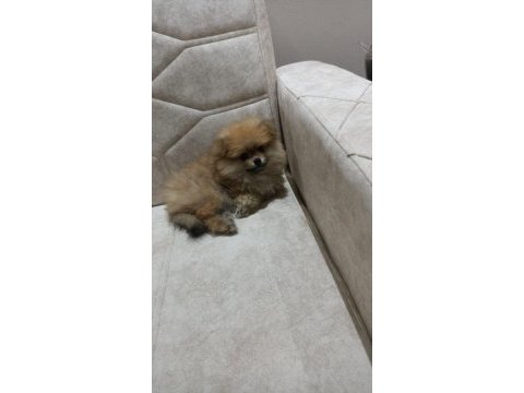 57 günlük pomeranian boo