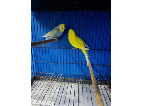A kalite jumbo ve normal muhabbet kuşlarım