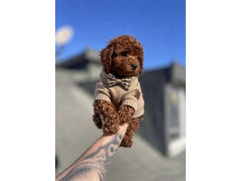 Red brown toy poodle yavrular