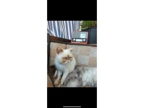 2 tane iran kedisi