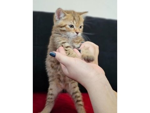 Scottish straight ve scottish fold yavrular
