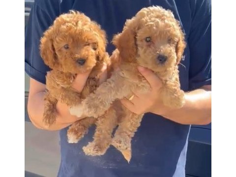 Orjinal toy poodle
